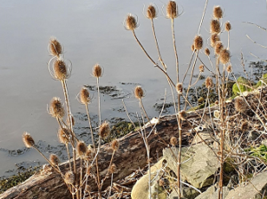 Reeds growing on riverside in rock armour with no litter